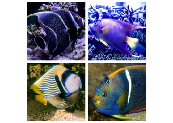 楽天kobo電子書籍ストア 大型ヤッコの飼育 混泳 病気治療ガイド クイーン フレンチなど人気ヤッコの飼い方 育て方 教 楽天kobo電子書籍ストア 大型ヤッコの飼育 混泳 病気治療ガイド クイーン フレンチなど人気ヤッコの飼い方 育て方 教